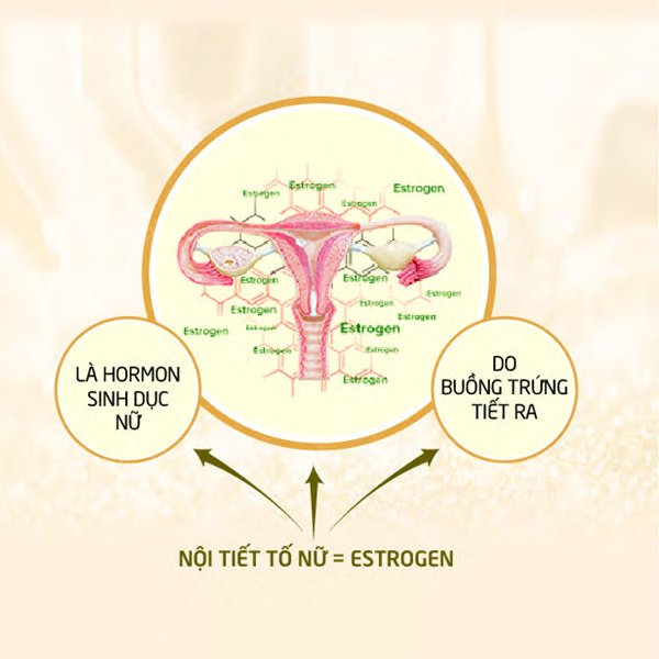 Tăng nội tiết tố nữ có tác dụng gì