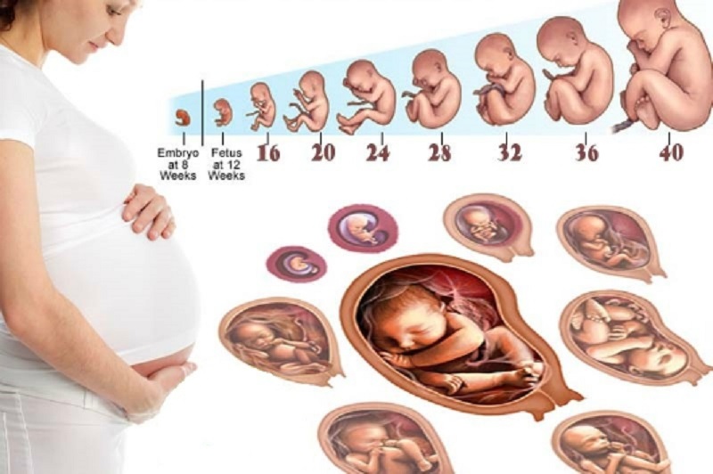 Thai nhi phát triển như thế nào trong từng tuần