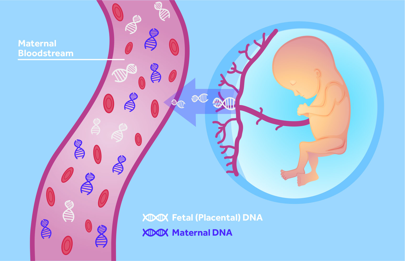 NIPT (Non-invasive prenatal testing)