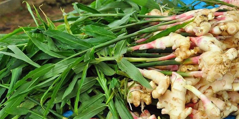 Gừng Bài thuốc dân gian giúp điều hòa kinh nguyệt