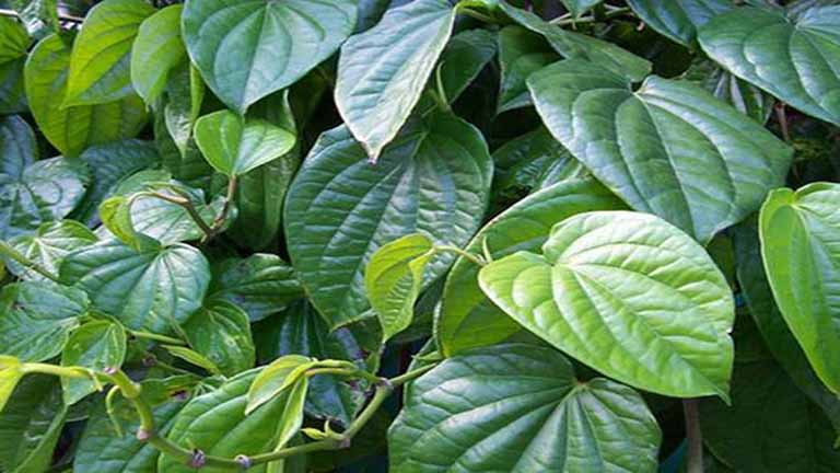 Bài thuốc dân gian chữa chít hẹp cổ tử cung hiệu quả bất ngờ 10 Bài thuốc dân gian chữa chít hẹp cổ tử cung