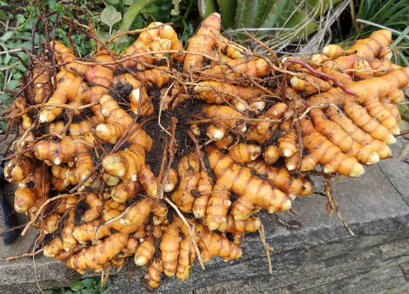 Nghệ Bài thuốc dân gian giúp điều hòa kinh nguyệt